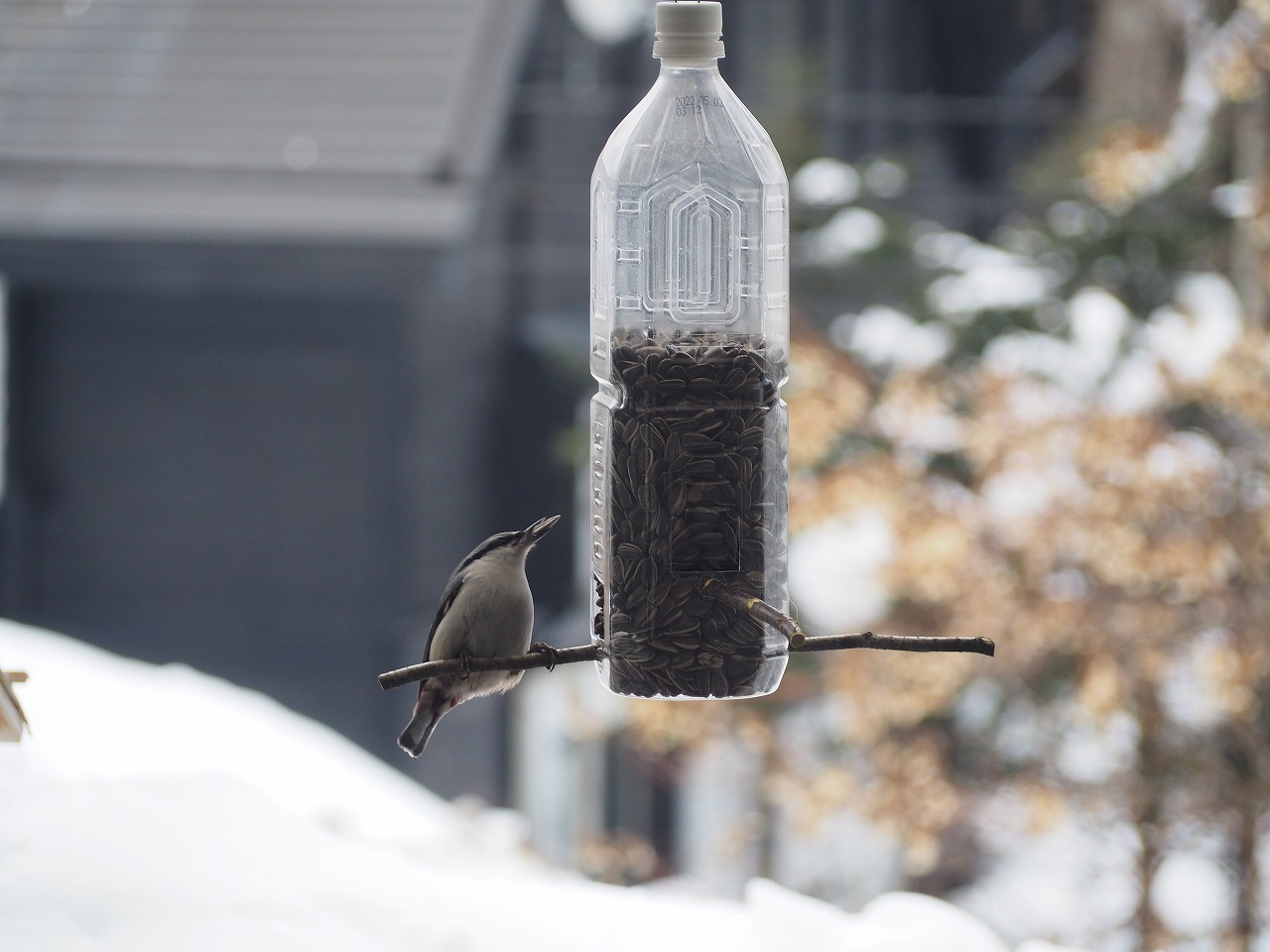 お手軽バードフィーダー – 森の風